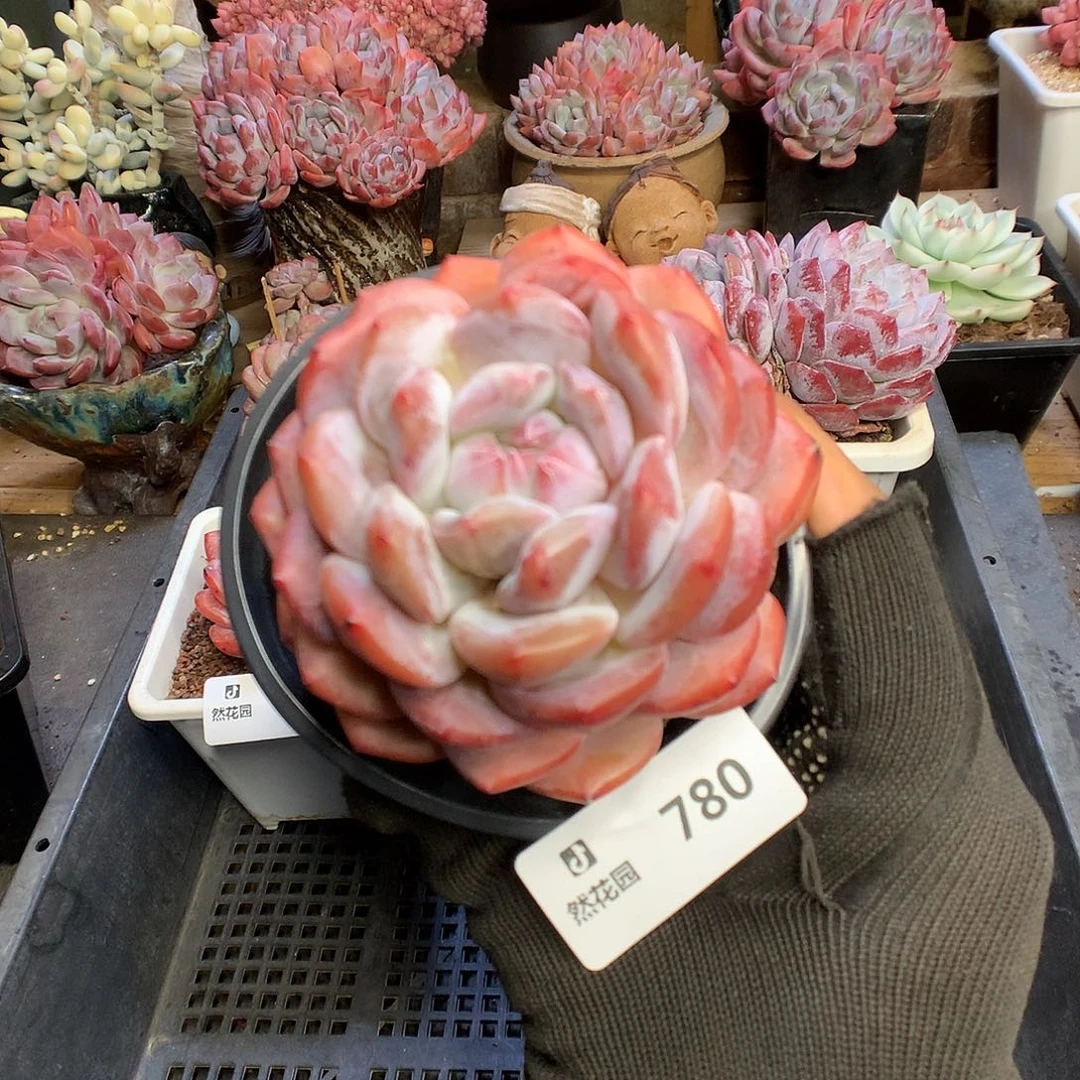 780星影多肉植物66666