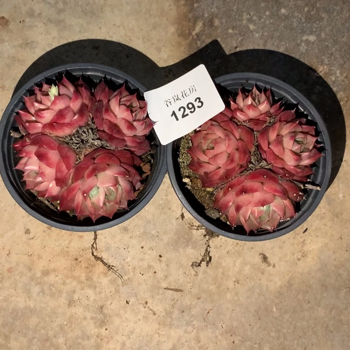 0307下午场，1293量拍随机一颗