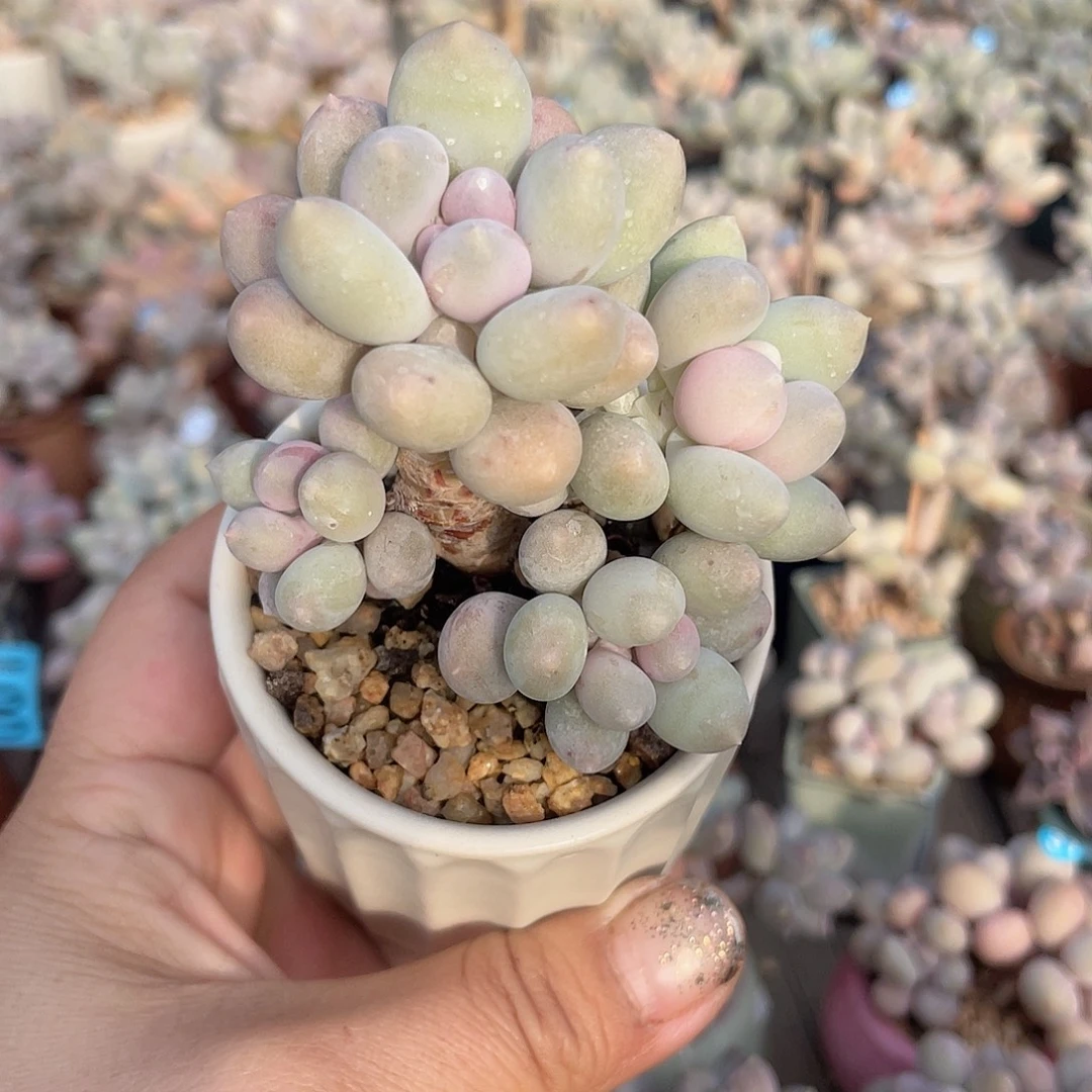 溜溜球 脱土发货 6口盆