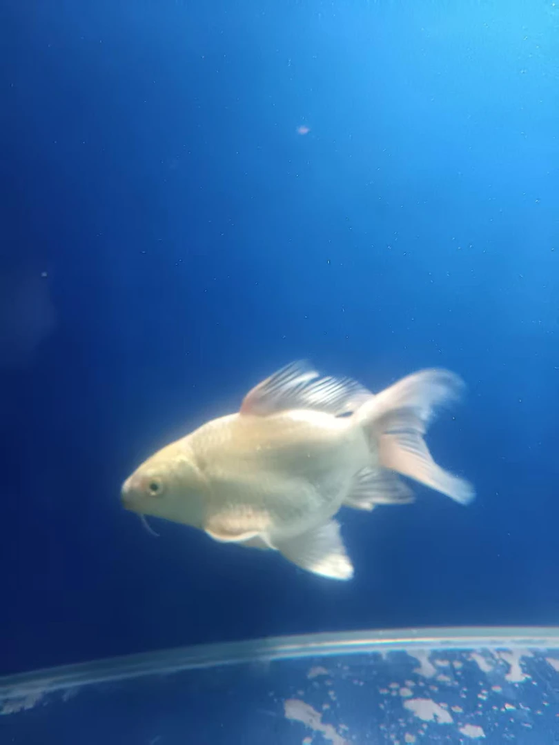 土豆精选蝴蝶鲤[直播间选鱼]