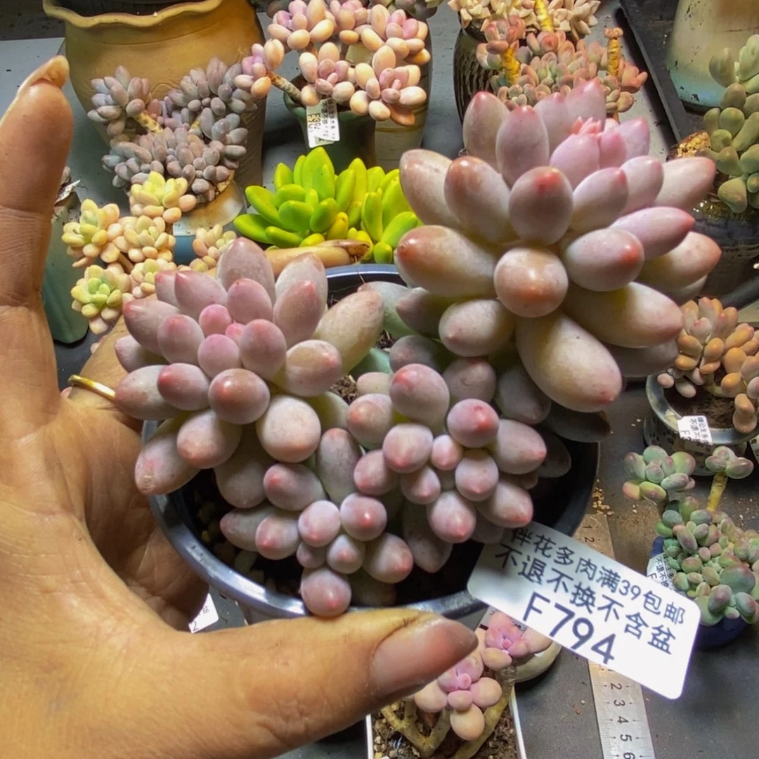 香水手指奶酪794/10cm