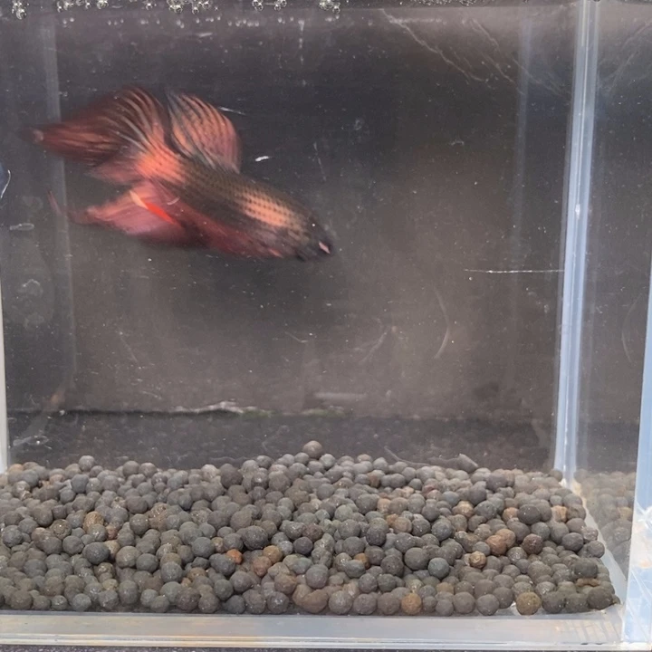 斗鱼泰国斗鱼314号