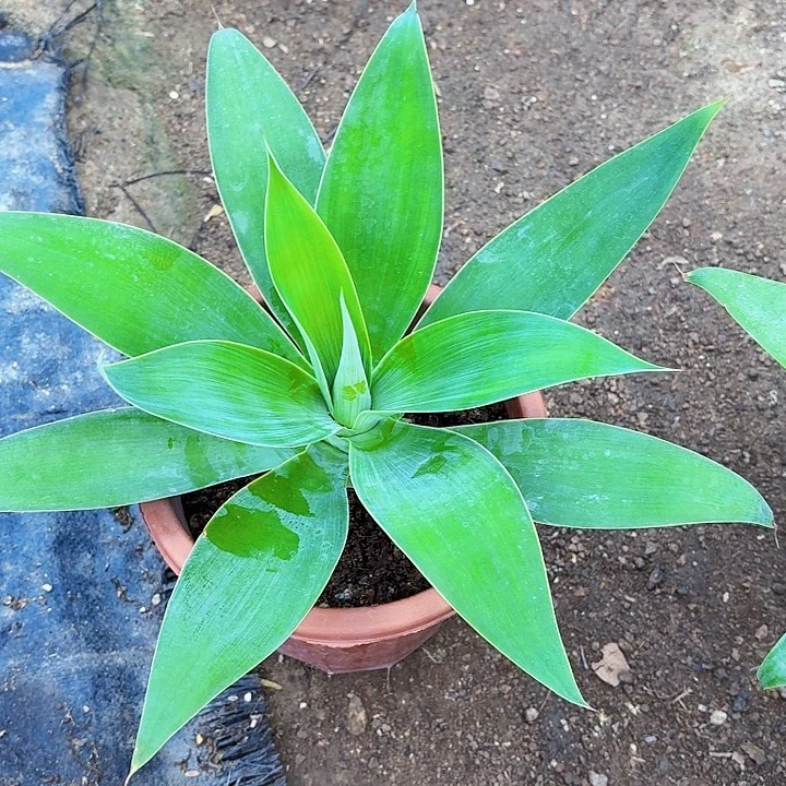 落***～完全开放虎尾龙舌兰裸根