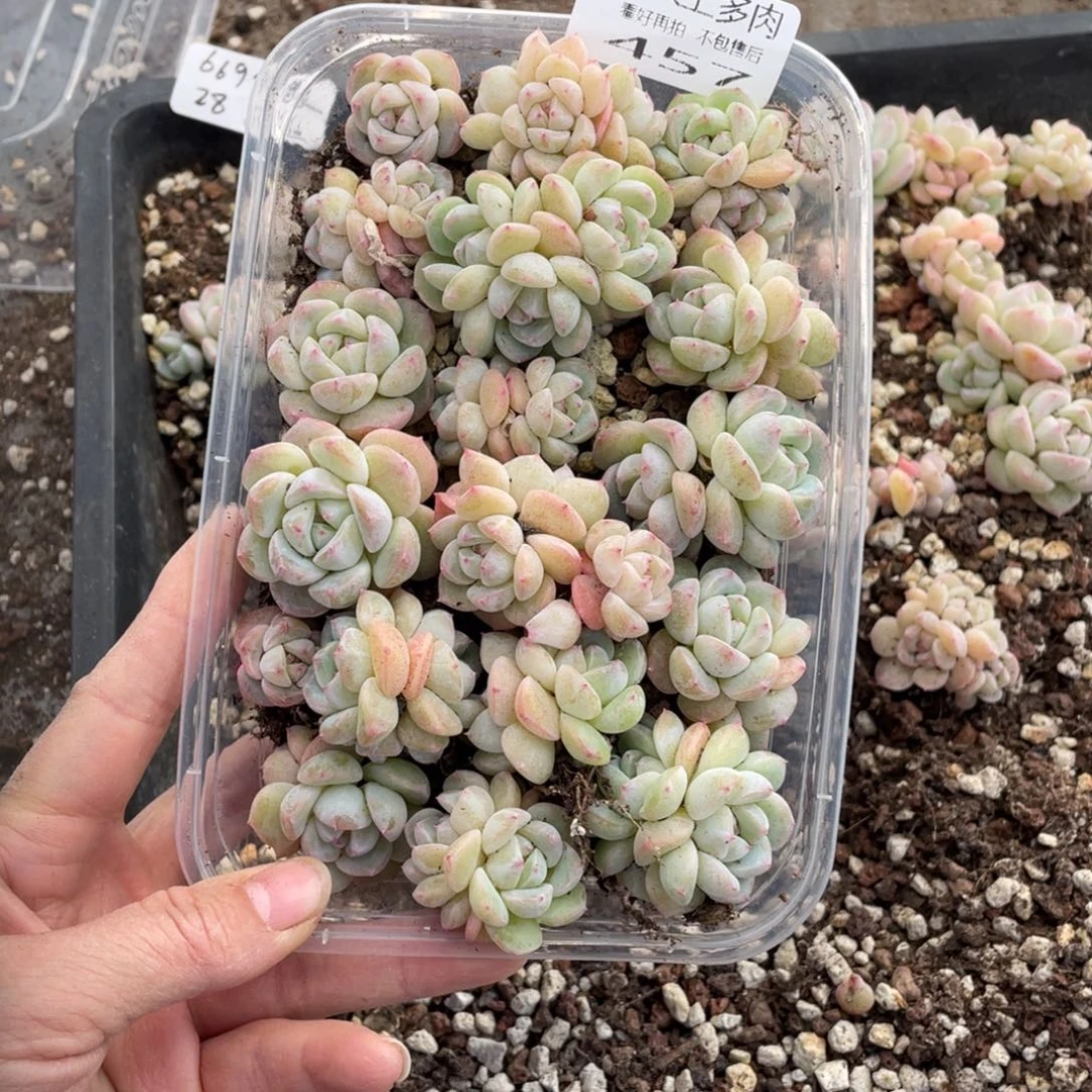 折***衣糕大上多肉植物457