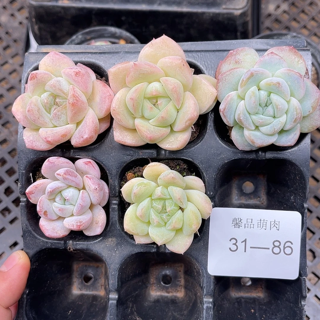 多肉一物一拍31-86