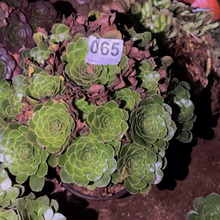 065多肉植物不售后