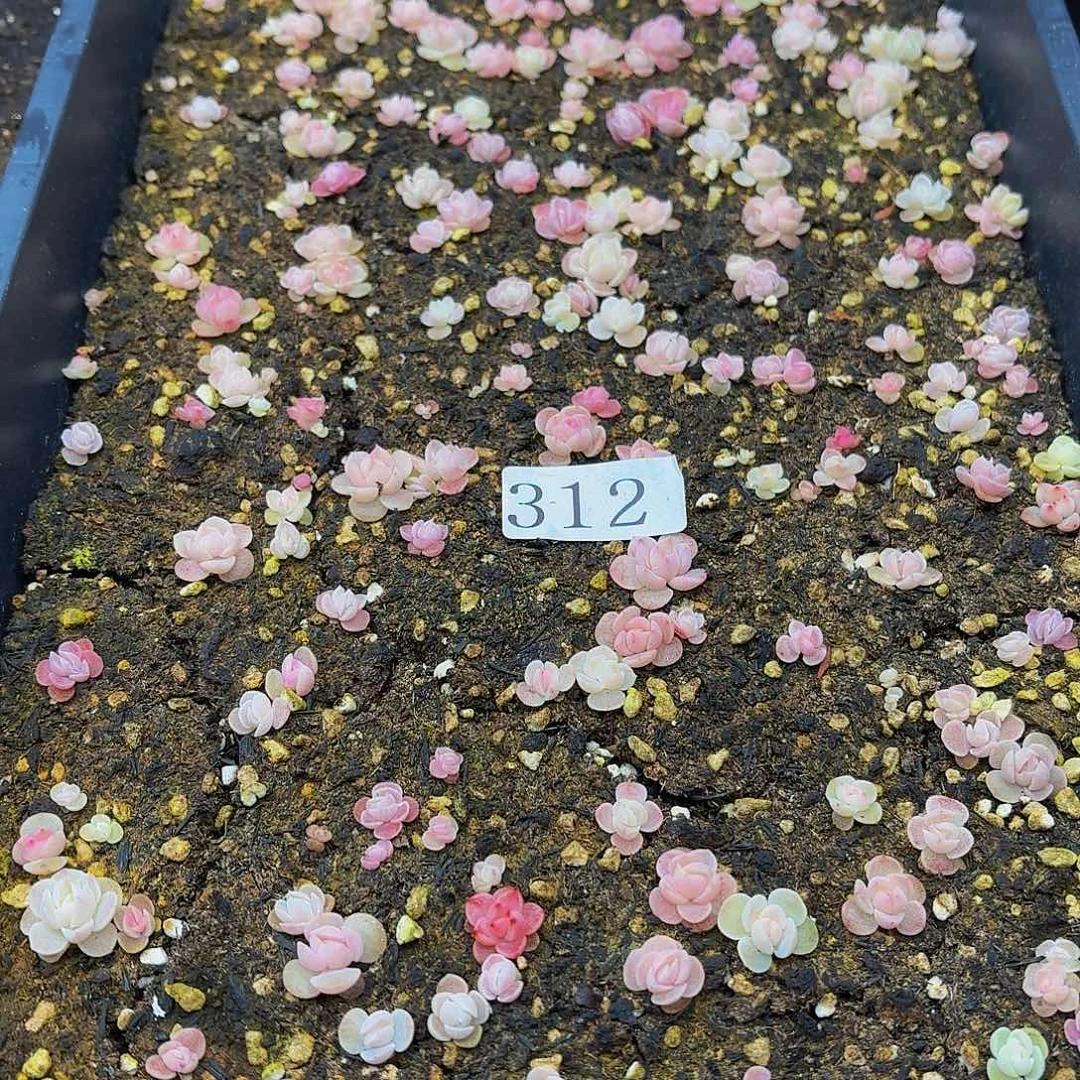 多肉植物多肉植物312