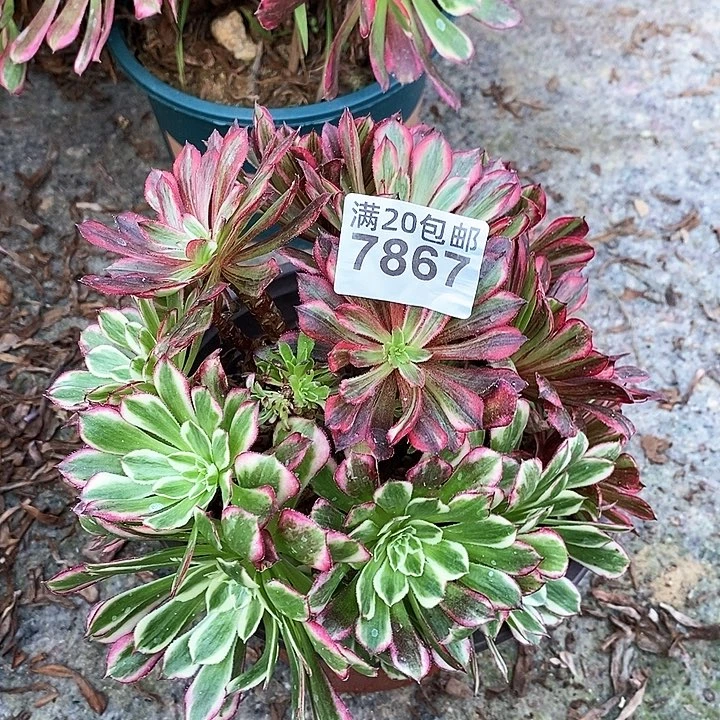 7867 一颗同花顺法师