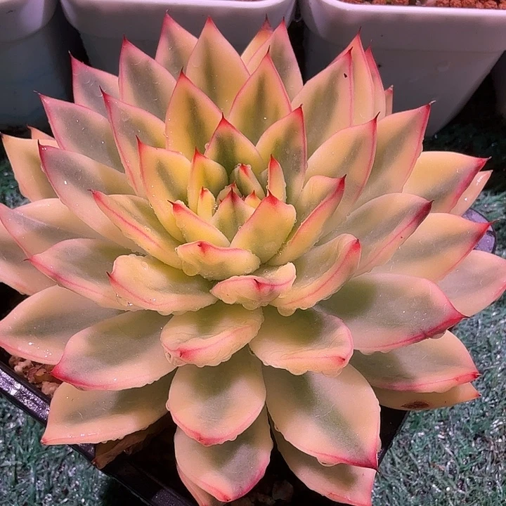 阿斯娜锦多肉锦植物