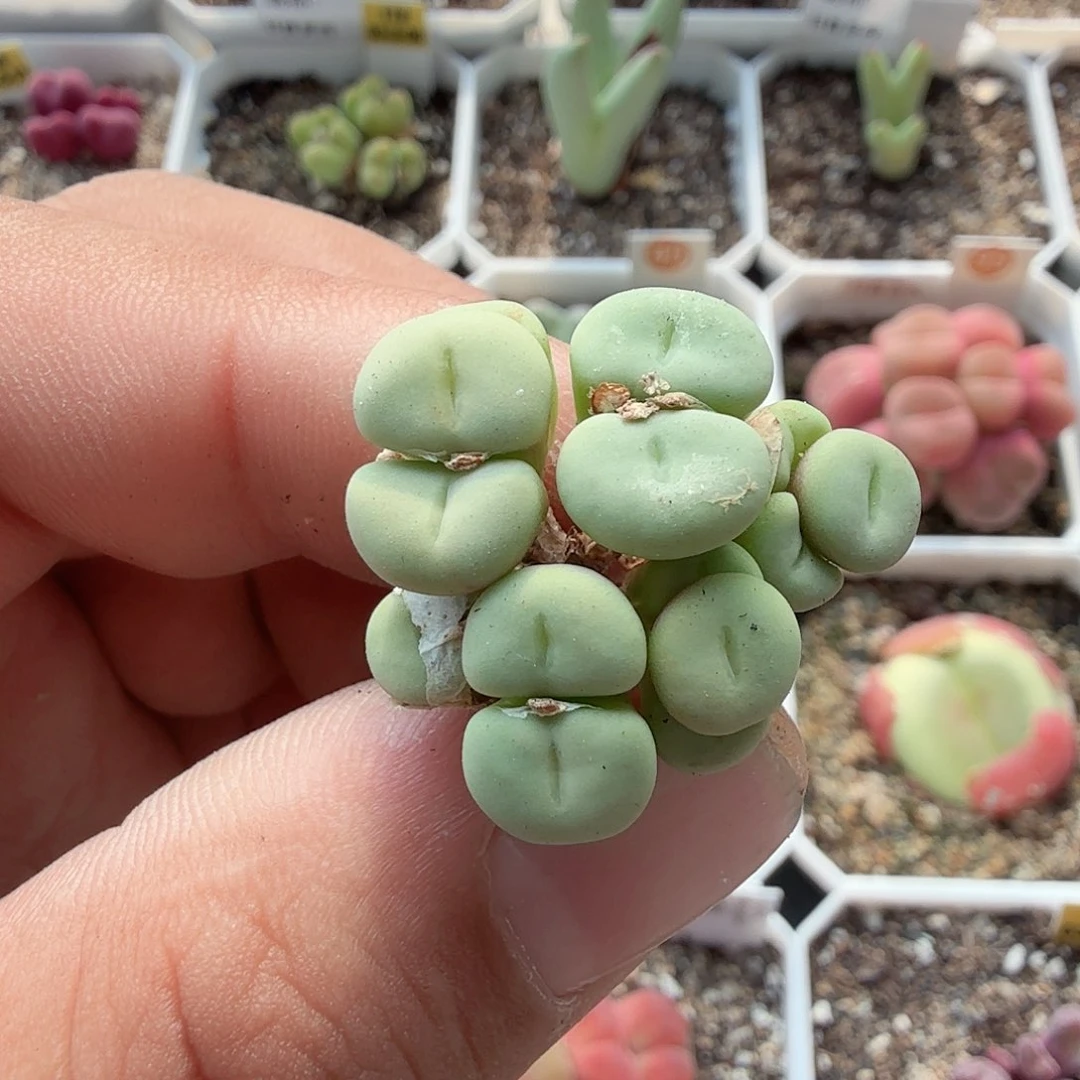 无花朵多肉植物多肉植物多肉植物多肉植物多肉植物多肉植物