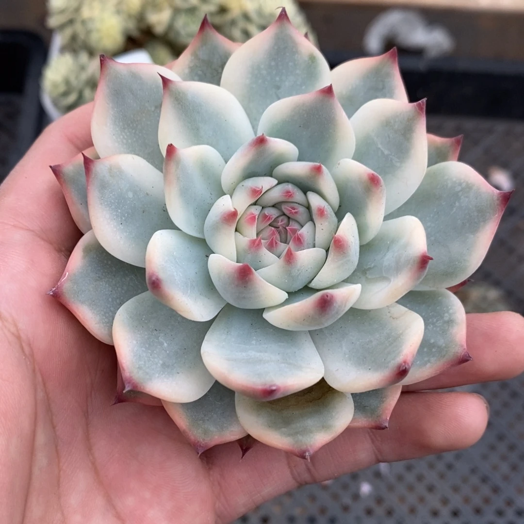 吉娃娃锦多肉植物7025