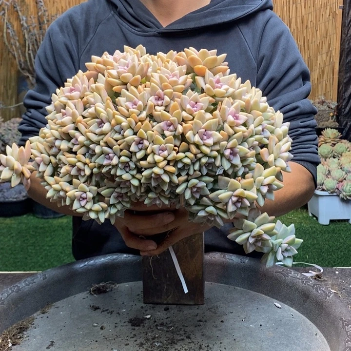 鹅****198 号淡雪多肉植物