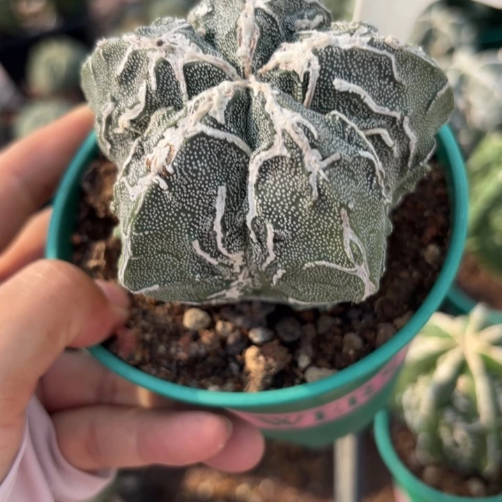 119实生好养皮实好活