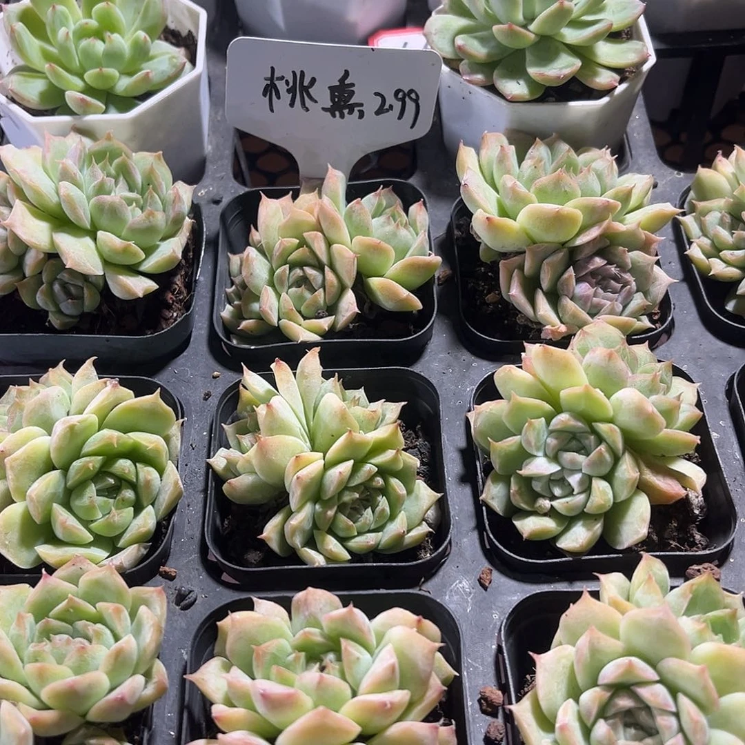 桃熏精品多肉植物