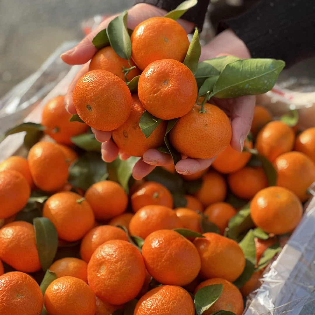 【京东顺丰包邮】广西桂林砂糖橘皮薄肉厚汁多正宗老砂糖橘新鲜采摘次日达广西壮族自治区