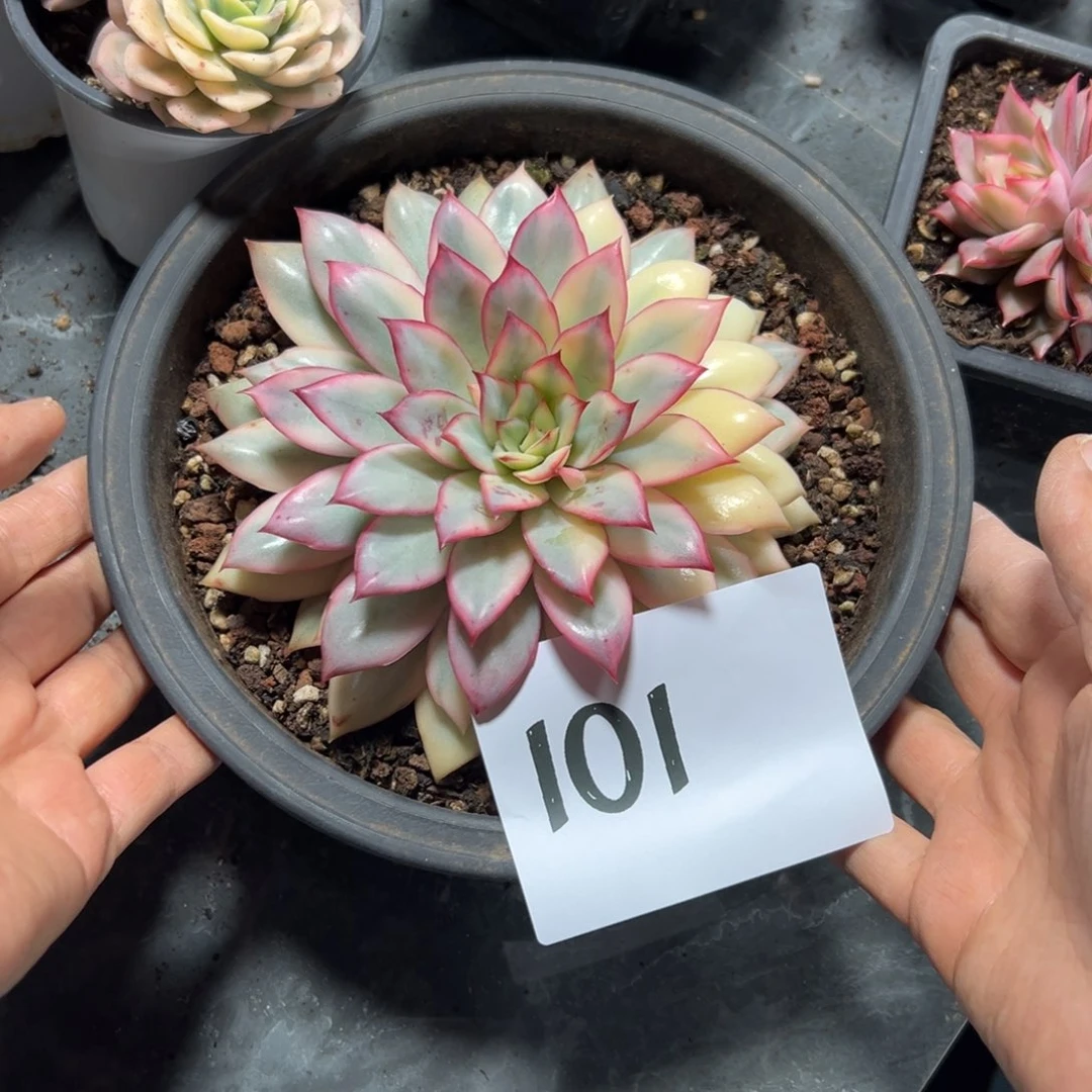 ****别101、跟着很喜欢吃才好吃好吃好吃