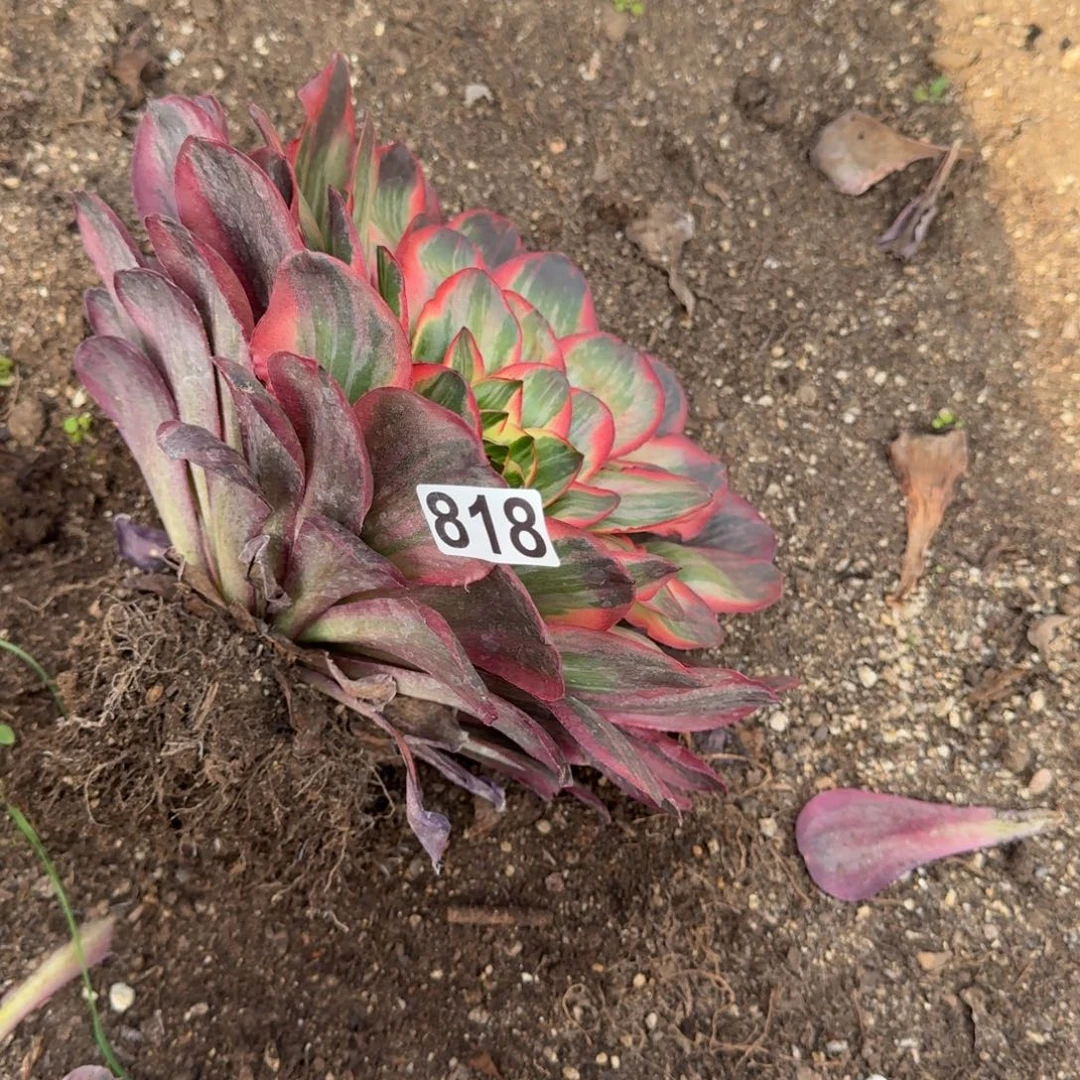 818多肉植物魅金玫瑰头歪