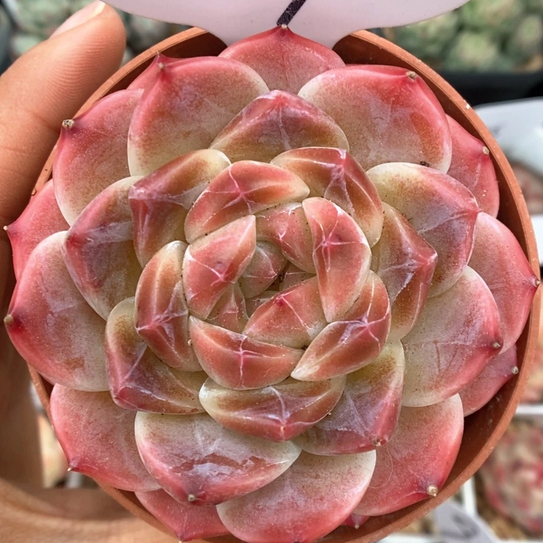 暗纹冰魄可拍567号。