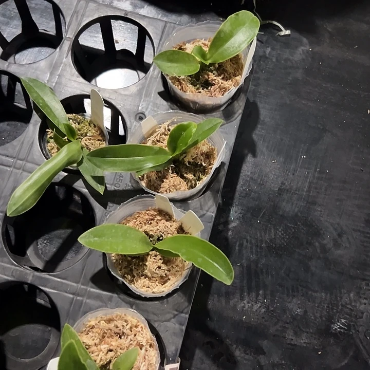 光***穷不开花植物雅风蓝路德苗