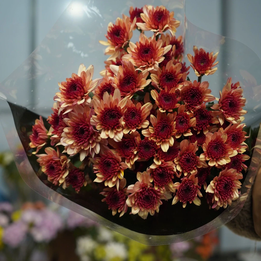 【顺丰发货】深色布鲁诺雏菊鲜花N单一个运费自选品种