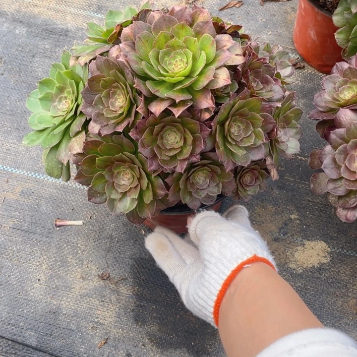 709抹茶法师多肉断枝不售后