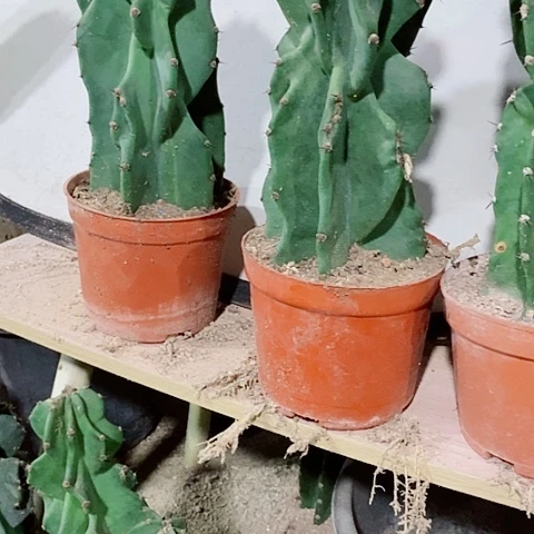 35公分左右原盆发货象腿量天尺