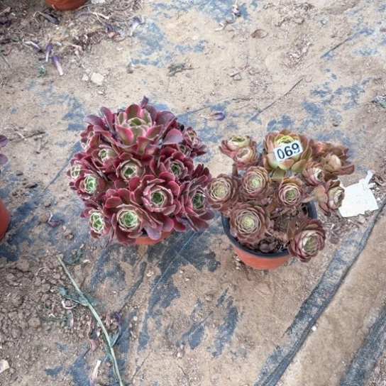 无花朵多肉植物莎拉碗套餐069号不包断枝