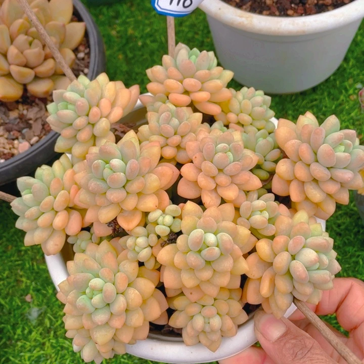 谢谢你的支持0000000118