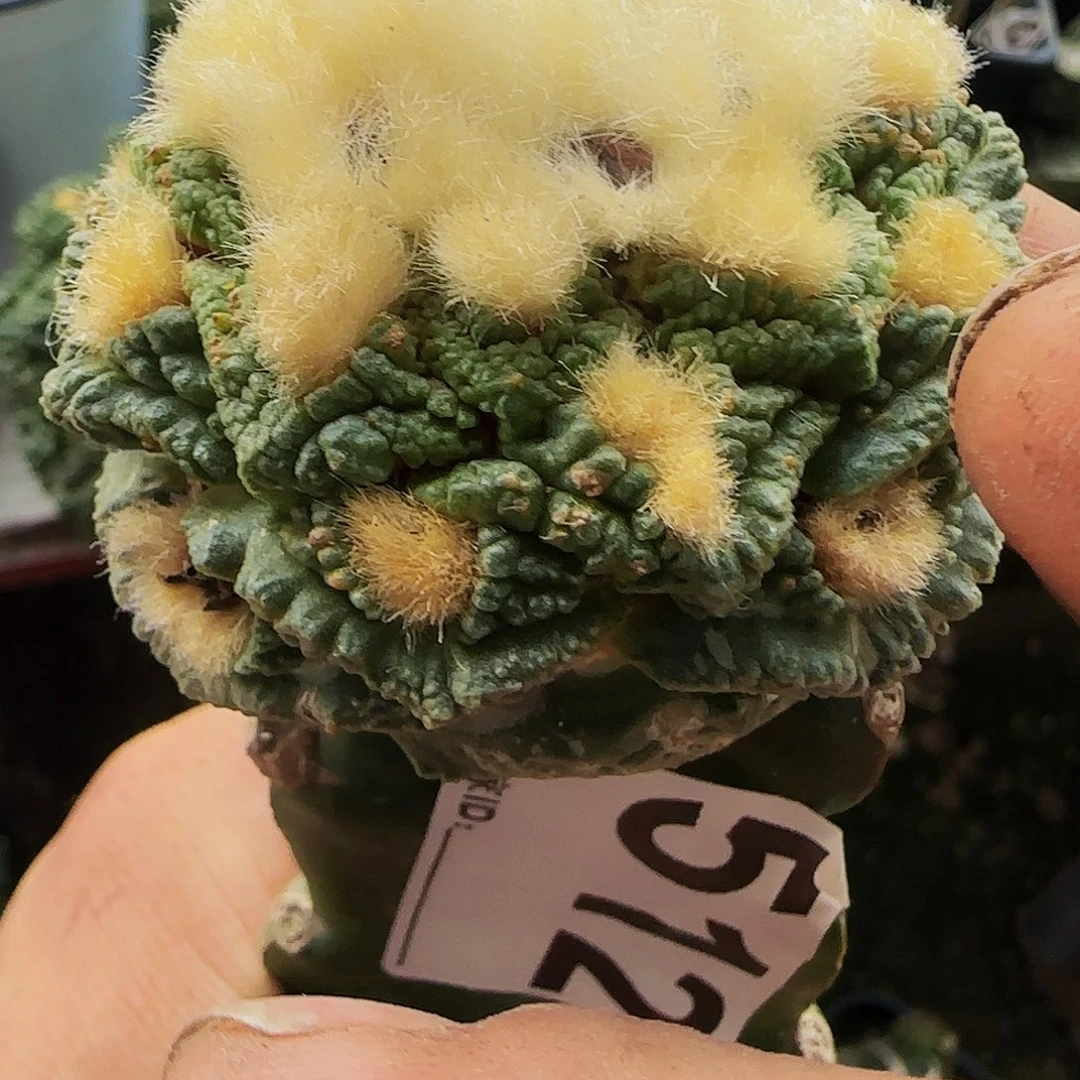 龟甲512仙人球开花