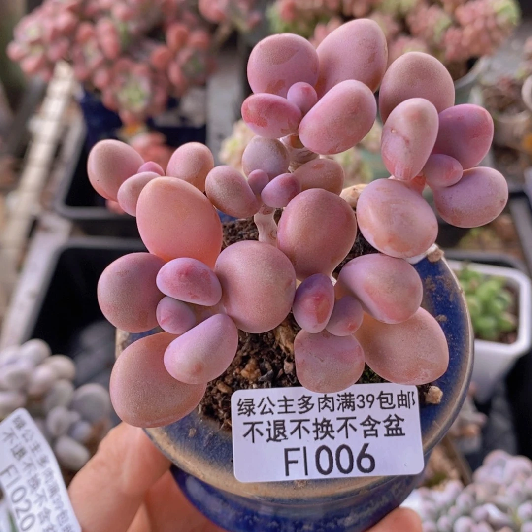 腰子桃蛋6cm1006多肉植物