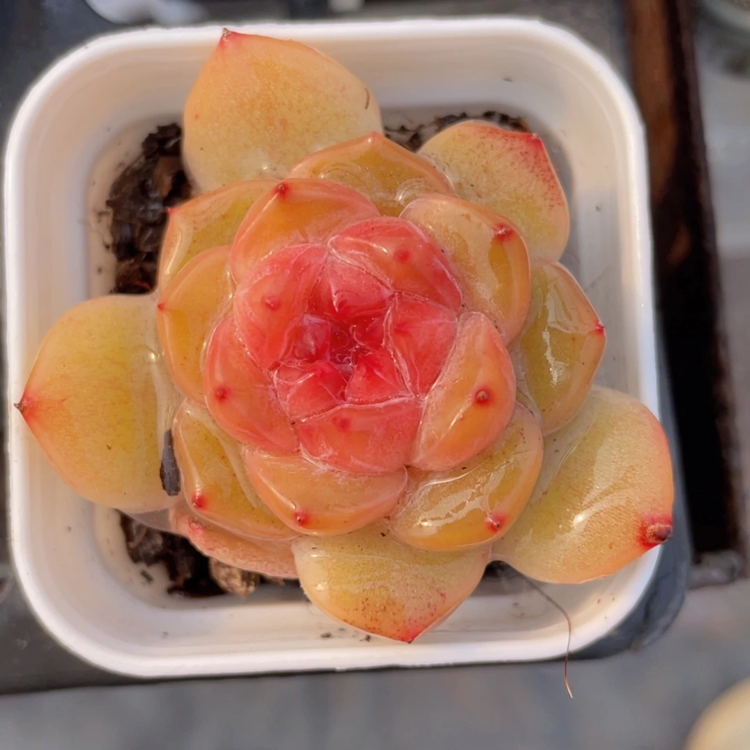 春晓糖心多肉9.9包邮发货