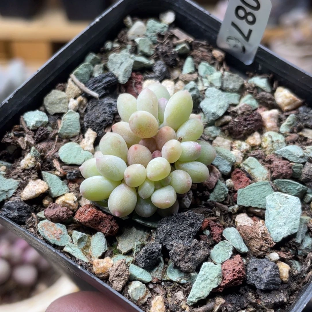二代苹果奶酪多肉植物
