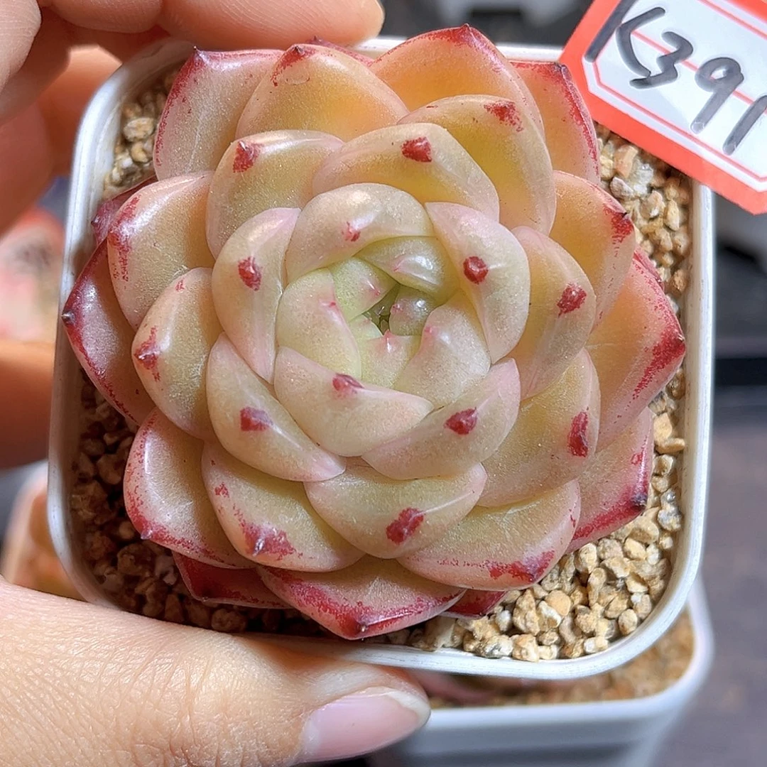 K391 M100   满18包邮