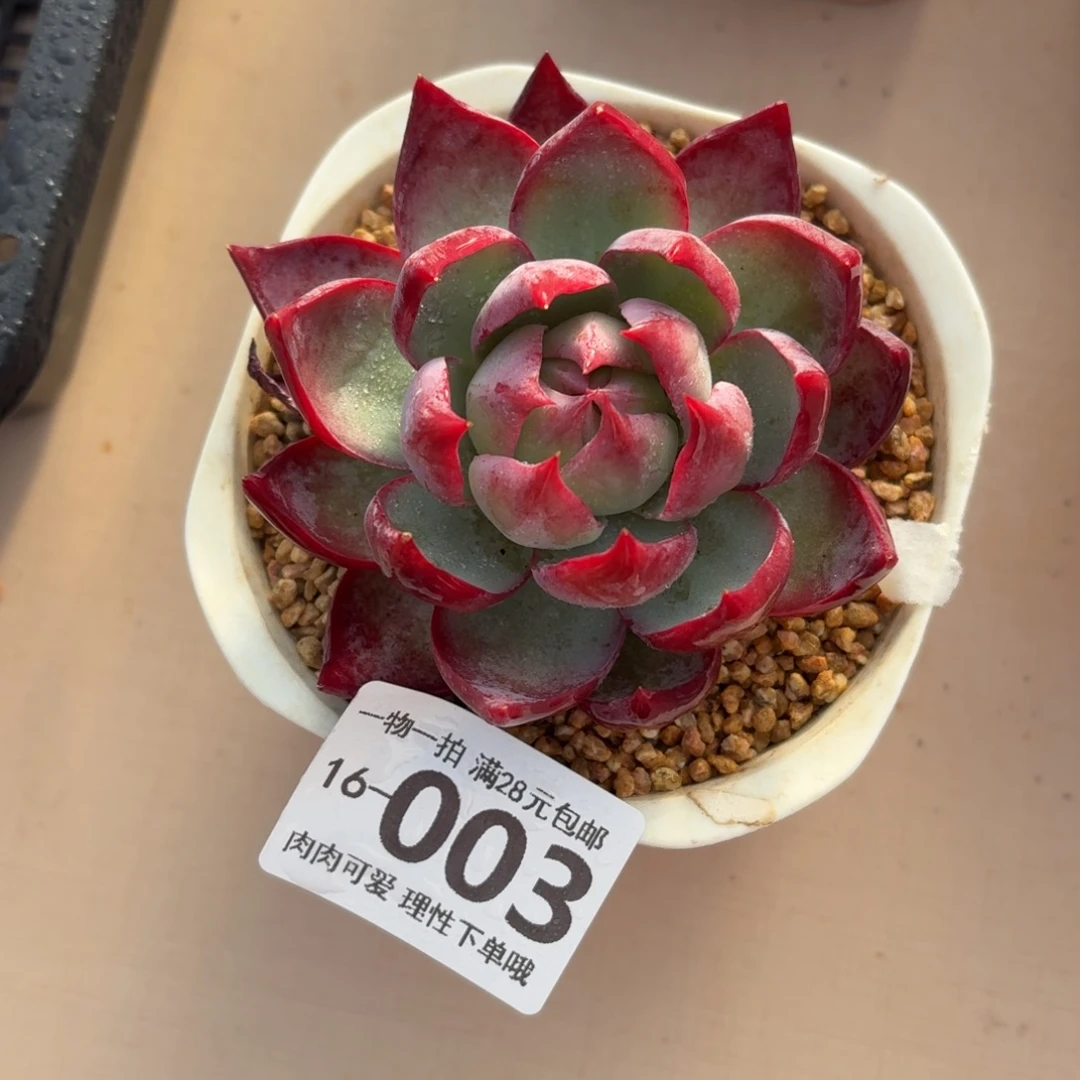 惊鸿无盆土发货无盆土发货无