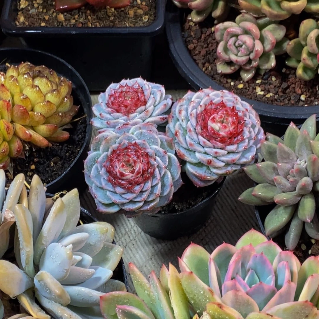 汪*一物一拍多肉植物