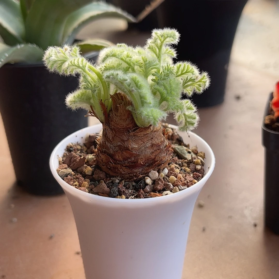 实生羽叶洋葵块根