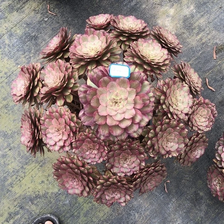 133奥黛丽多肉法师