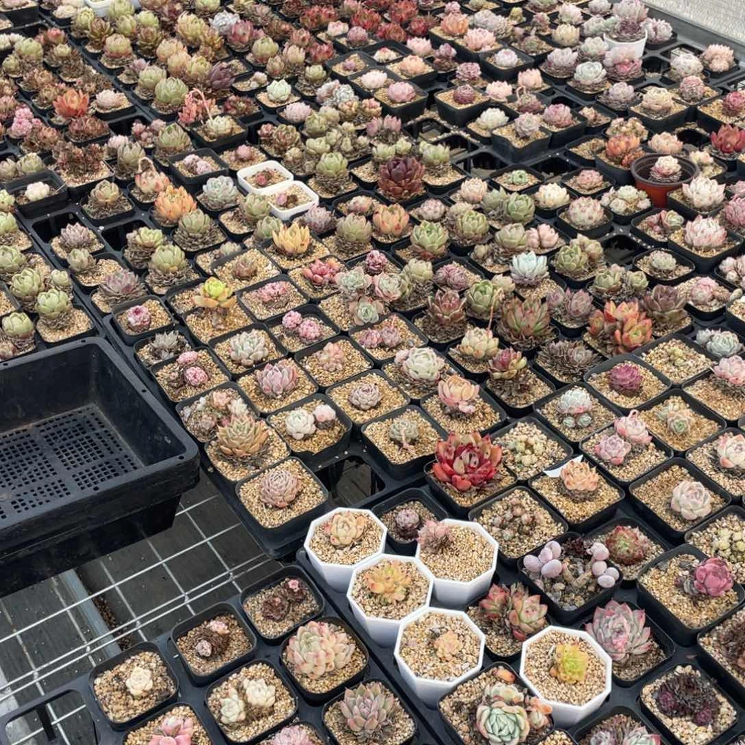 随机组多肉二十个