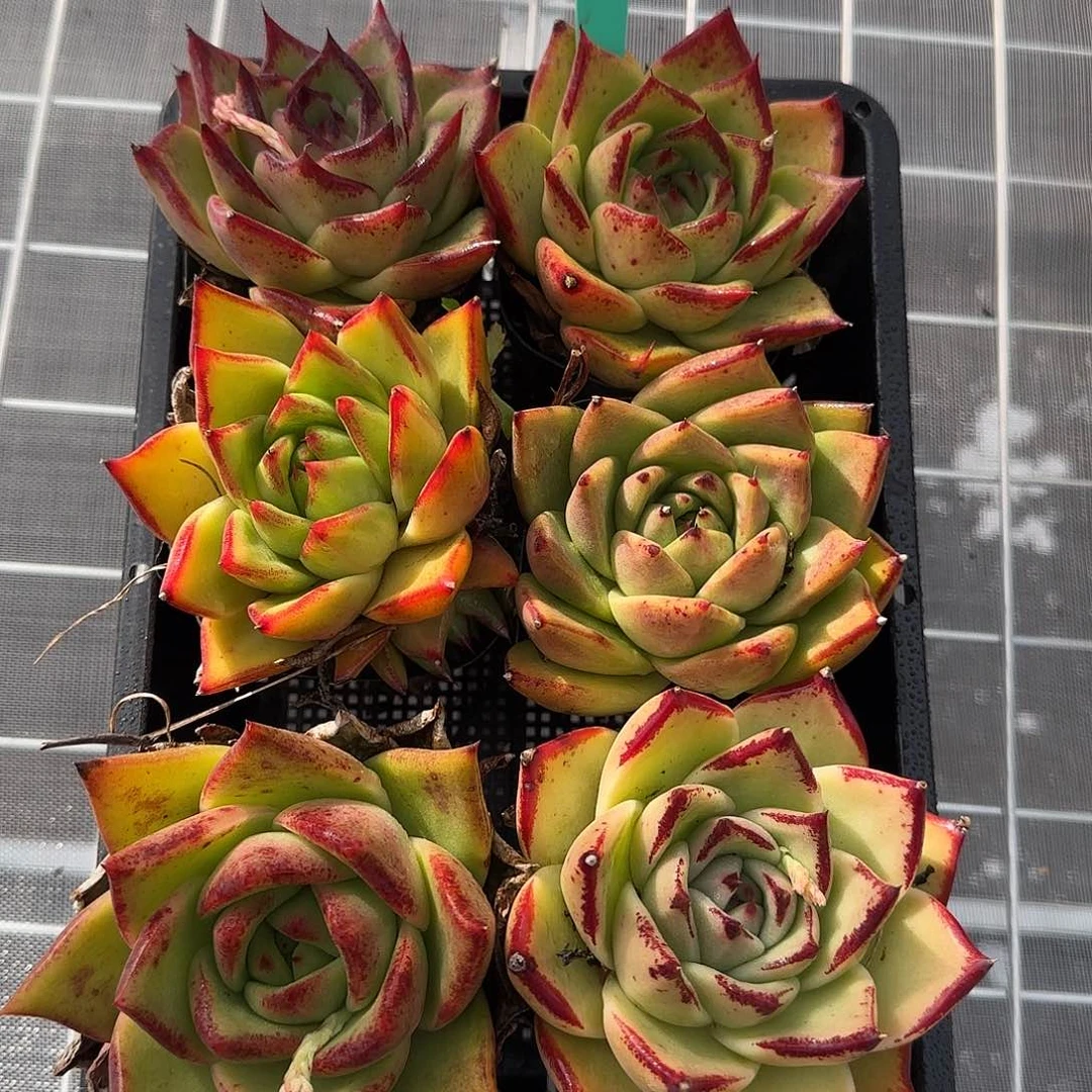 从前慢花园精选0129-10