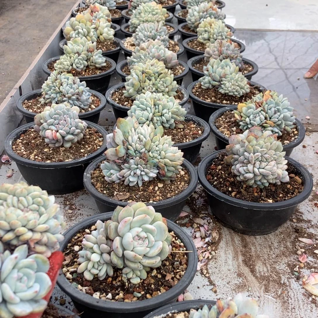 6.71小脸石榴籽星影朵朵随机发货一颗