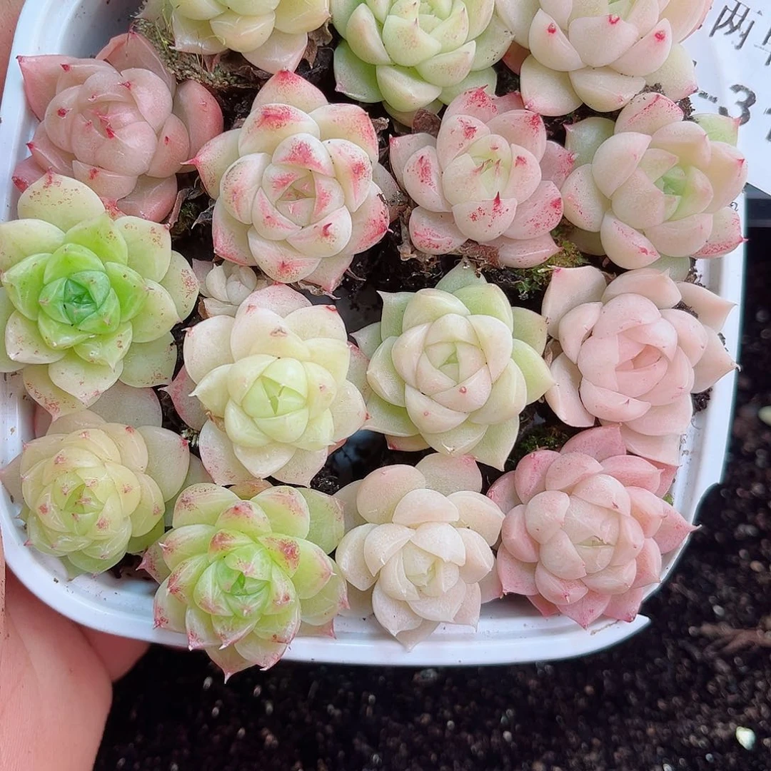 1-314 新疆西藏内蒙不发12.8包邮2-3公分多肉