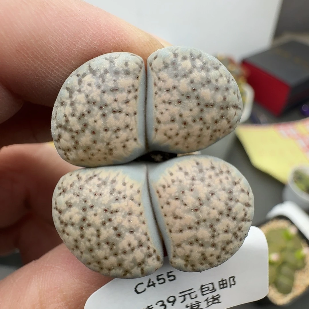 455多肉哈哈哈哈哈哈哈