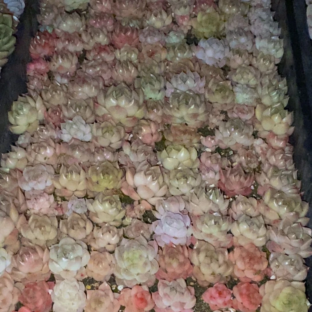 h****h877多肉植物保护研究所所长助理