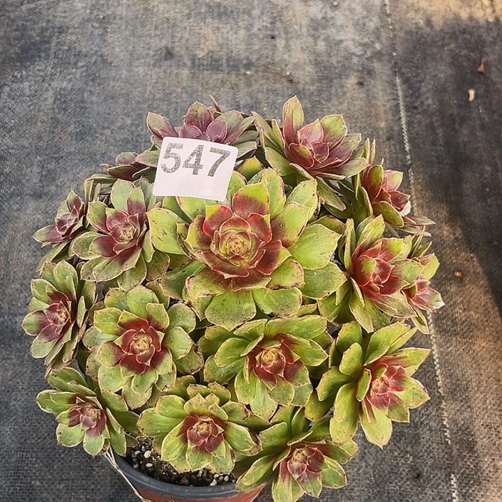 半夏法师福利价老桩