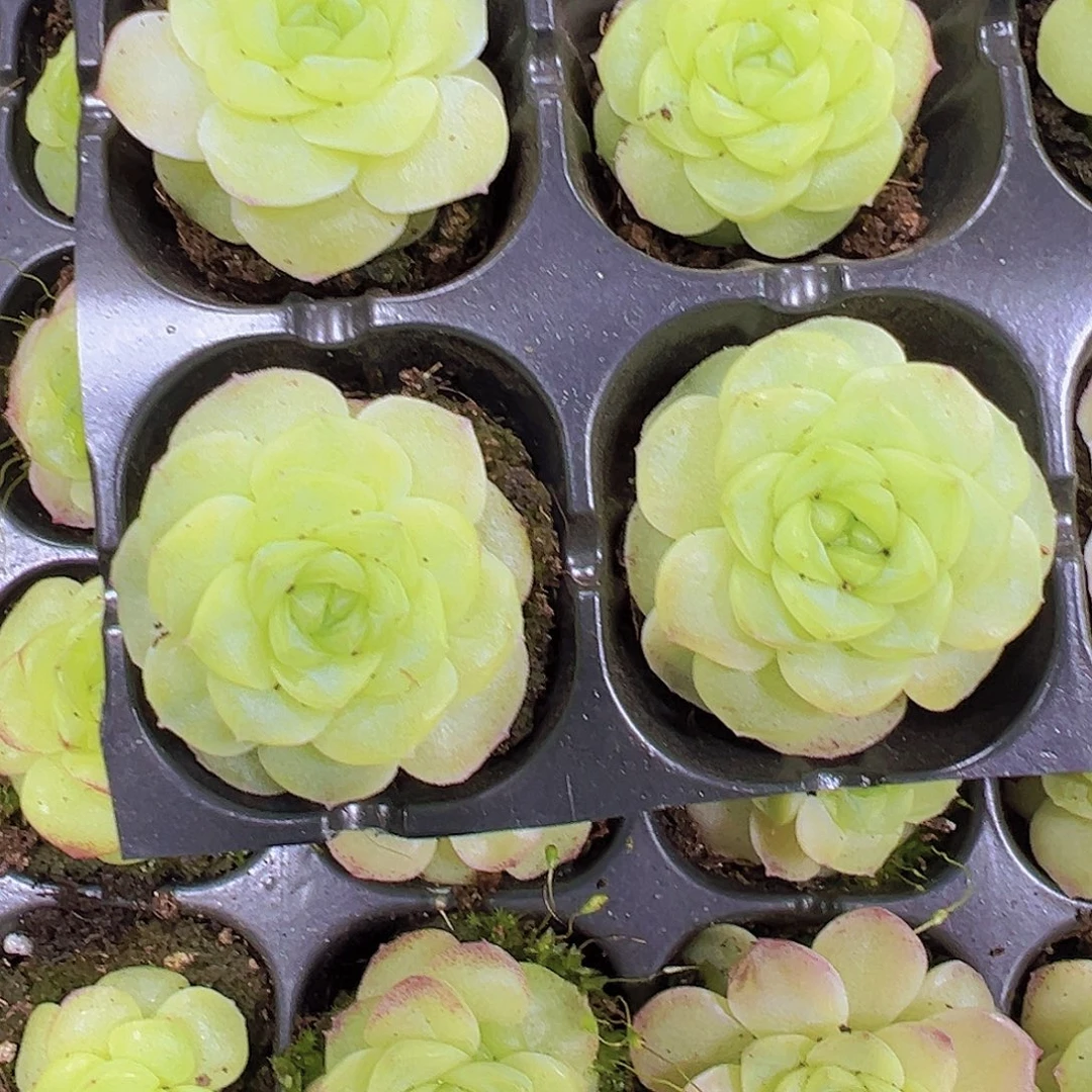 化水色麦秆4个19包邮