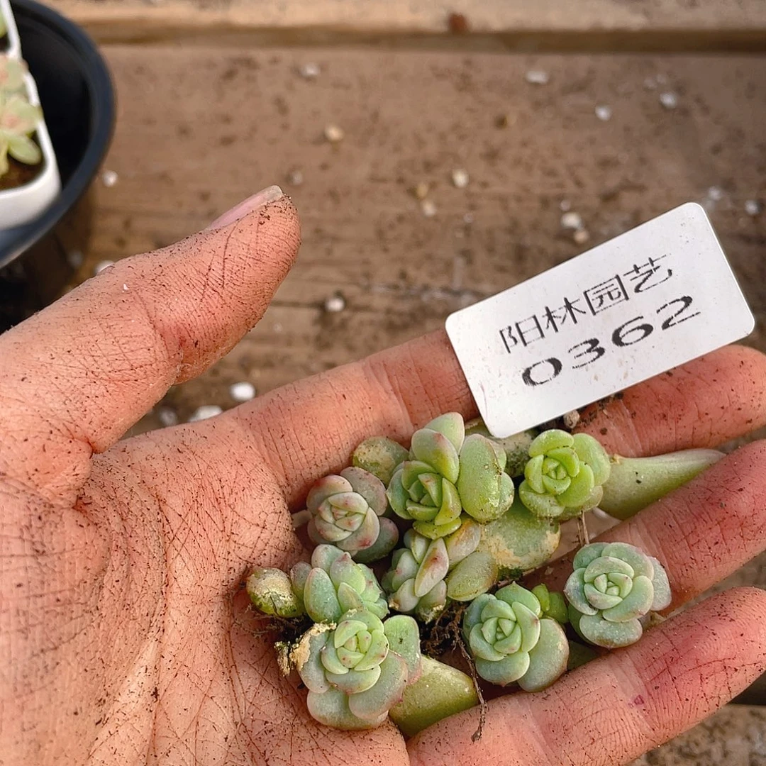 多肉植物多肉植物362