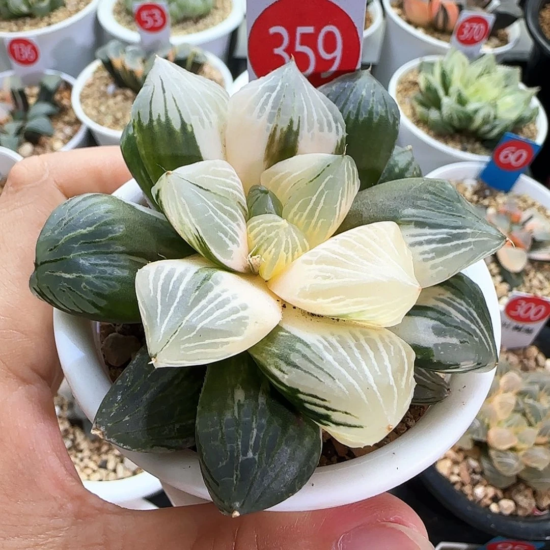 359号玉潭寿锦一物一拍带盆土