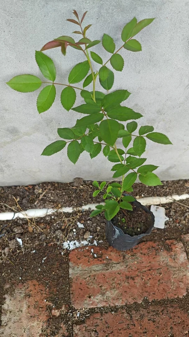 粉蝶，约翰戴维斯月季扦插小苗