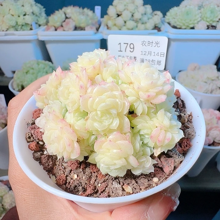 1214-179ttp-223麦杆