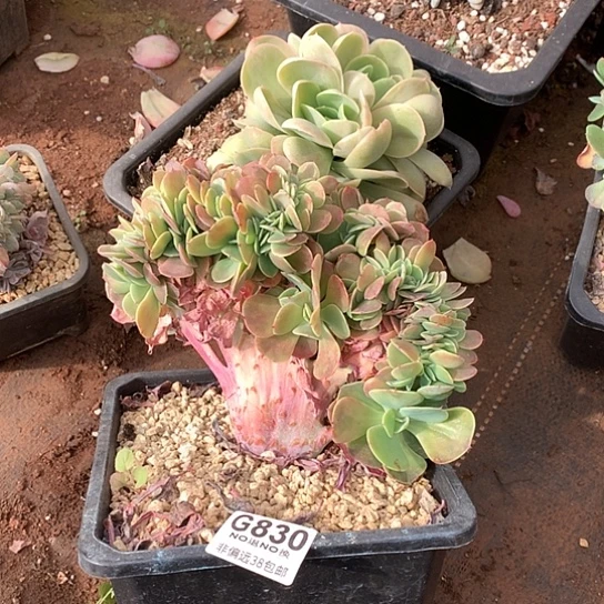 莫妮卡缀化830 全场处理默认微瑕7-8天发货